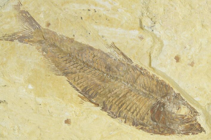 Detailed Fossil Fish (Knightia) - Wyoming #363784